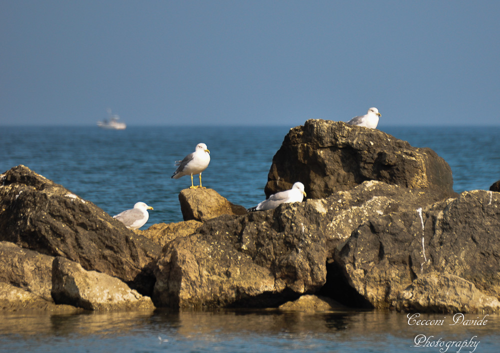 Group of seagulls