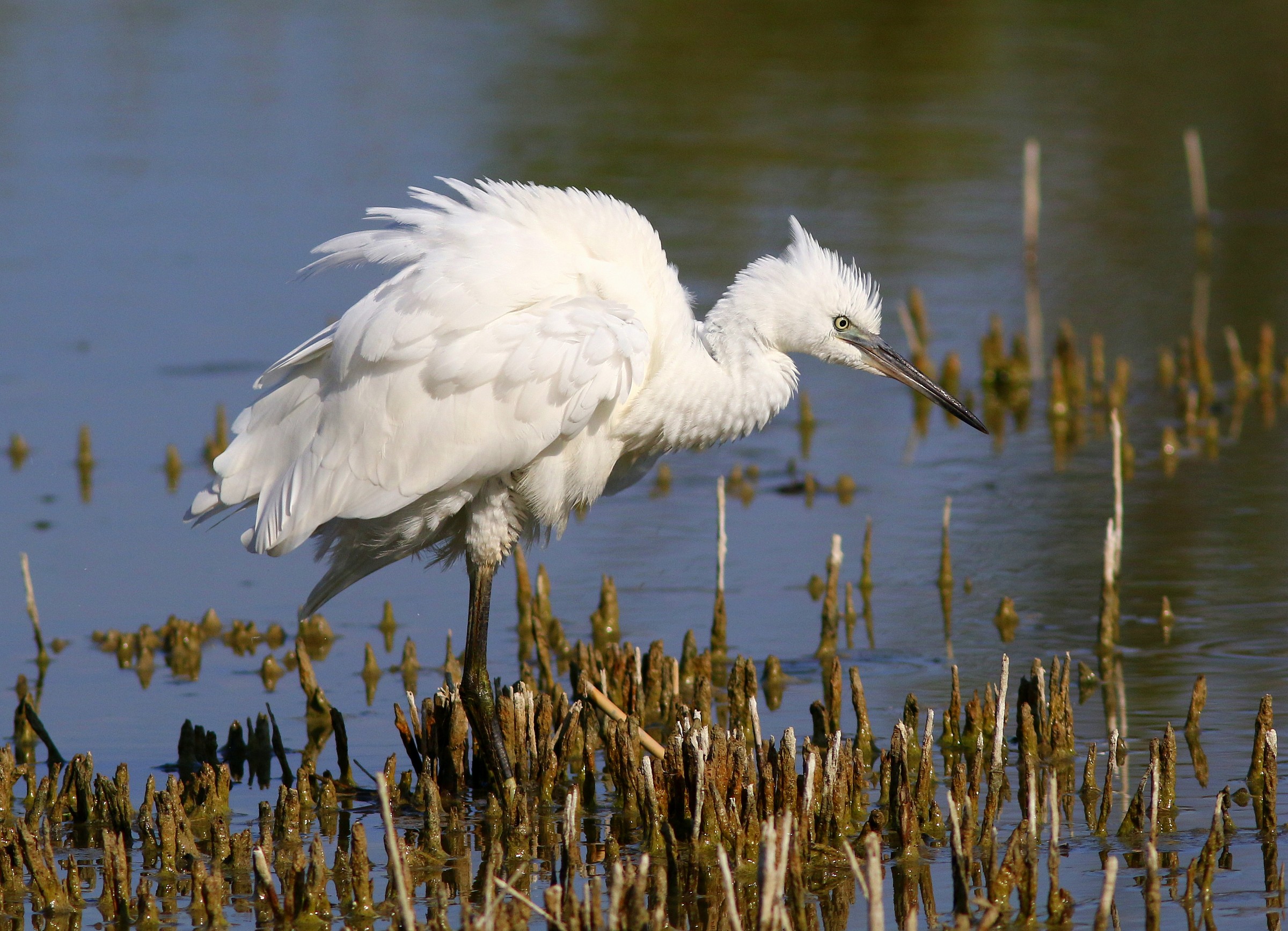 Egret runaway
