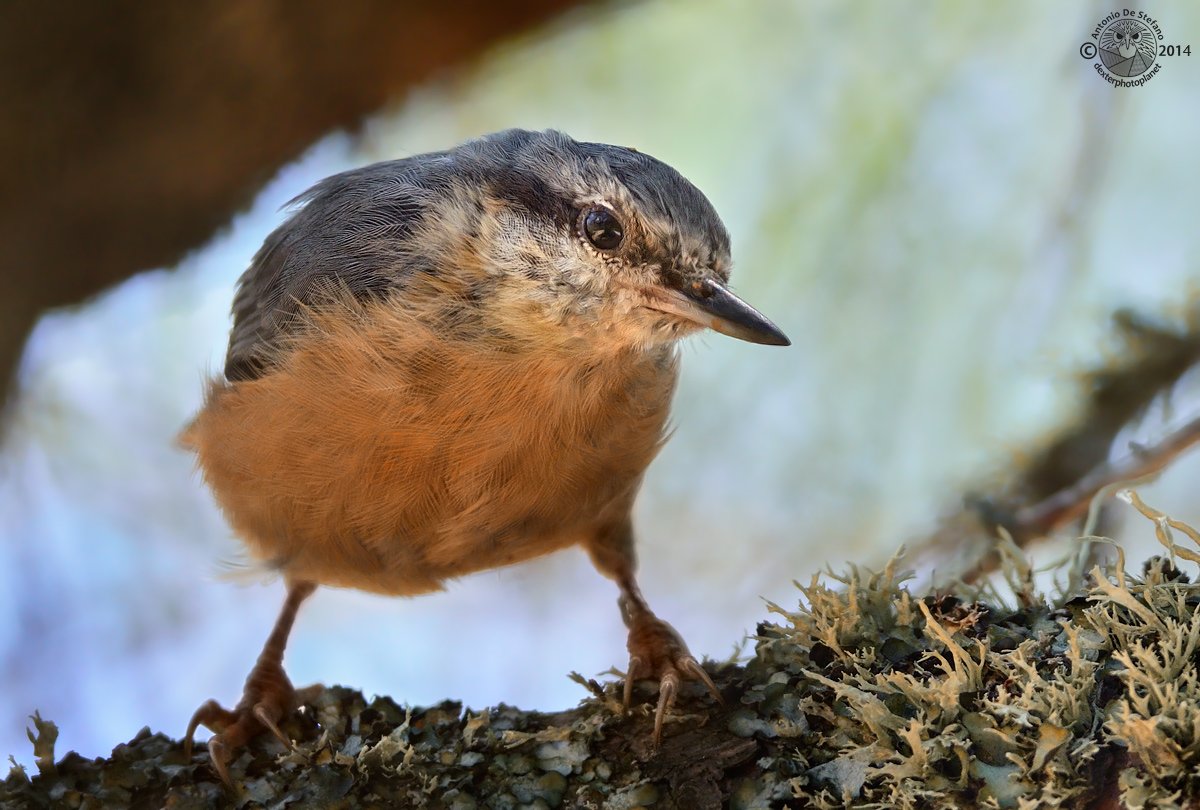 Tennis ball (head of nuthatch)
