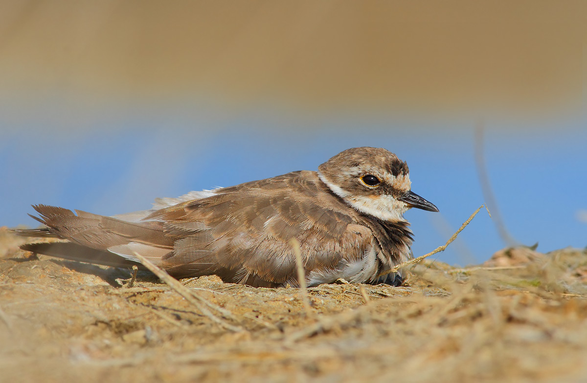 Little Ringed Plover