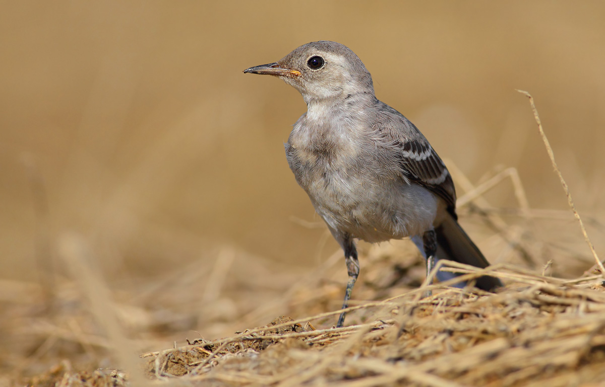 white wagtail
