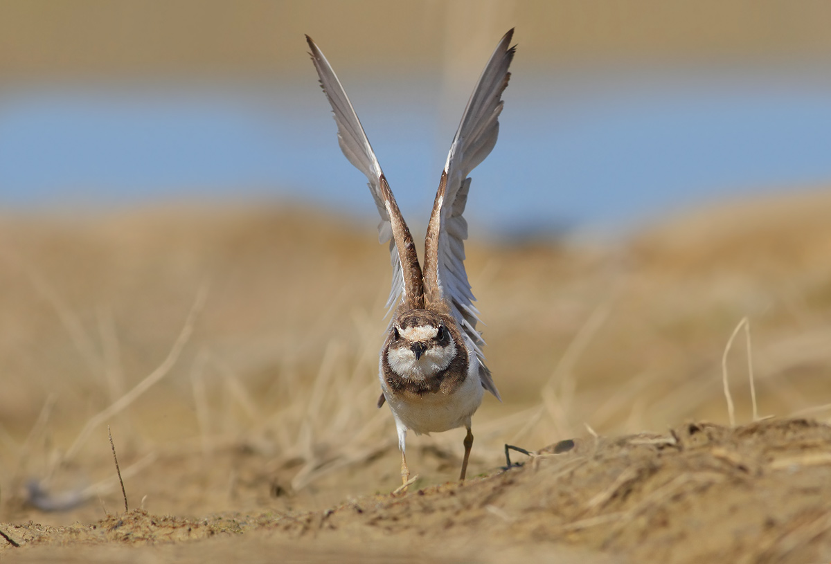 Little Ringed Plover