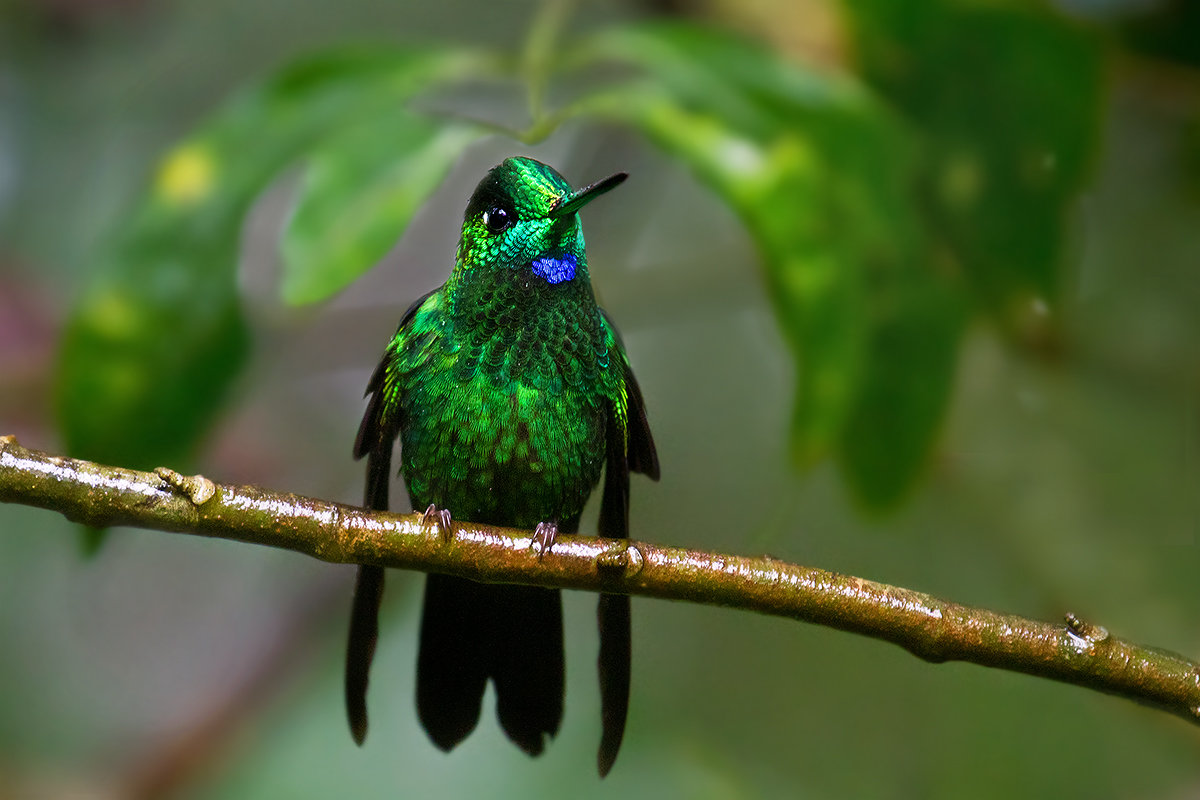 Green-crowned Brilliant