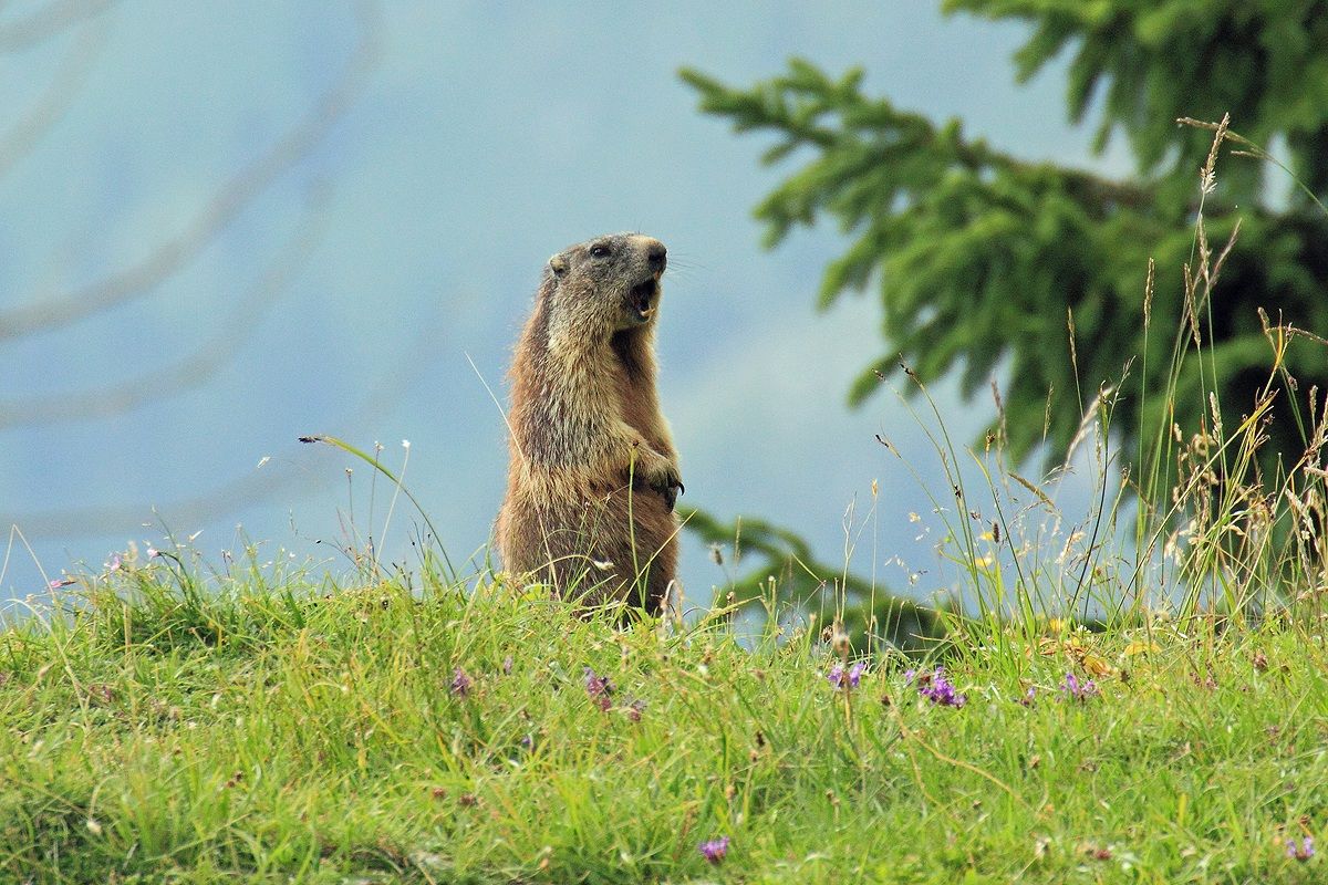 Marmot