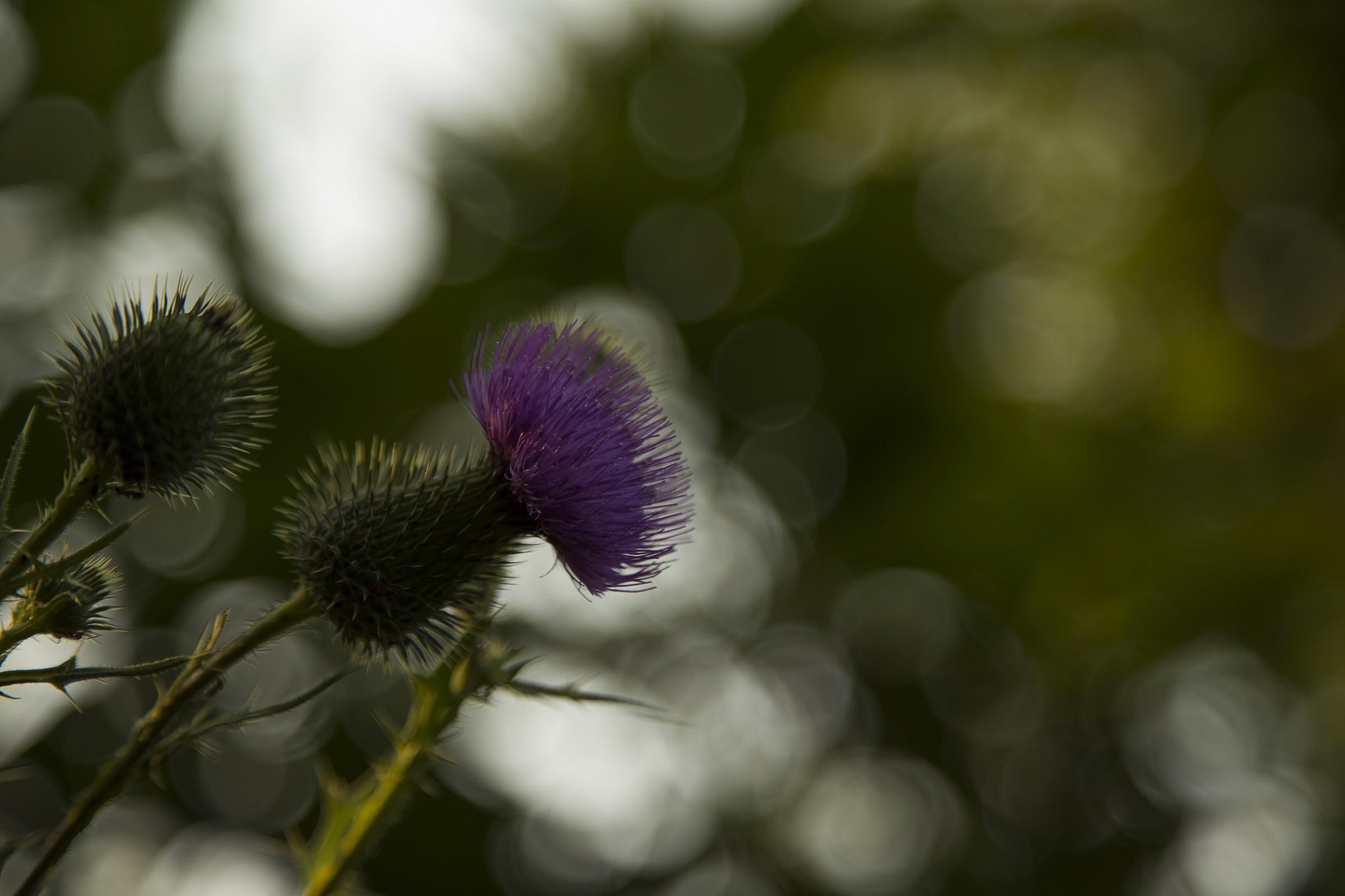 Fiore di Cardo selvatico