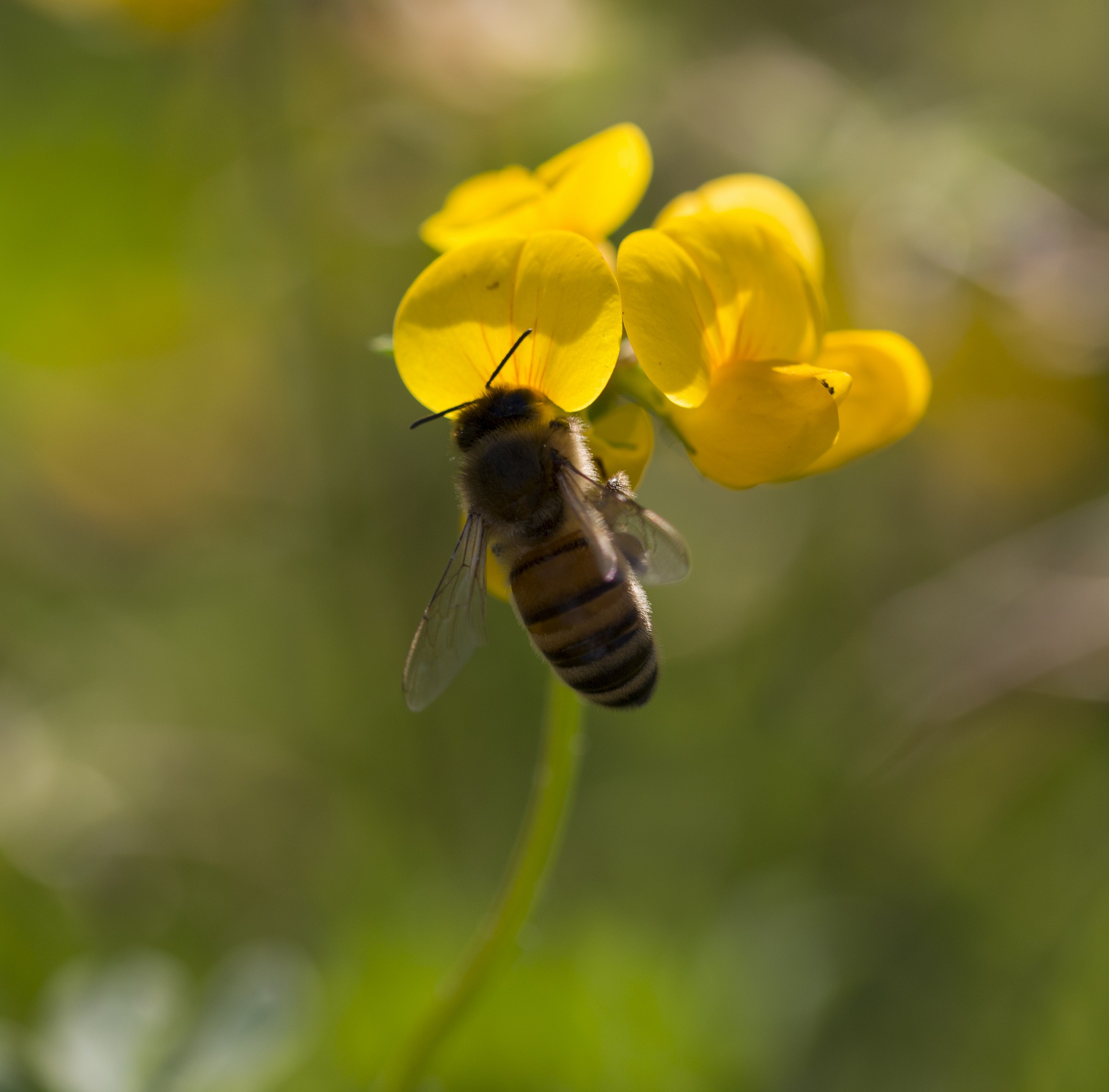 bee