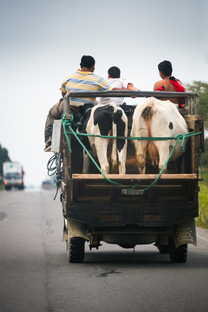 Transport bestiamo behind ...