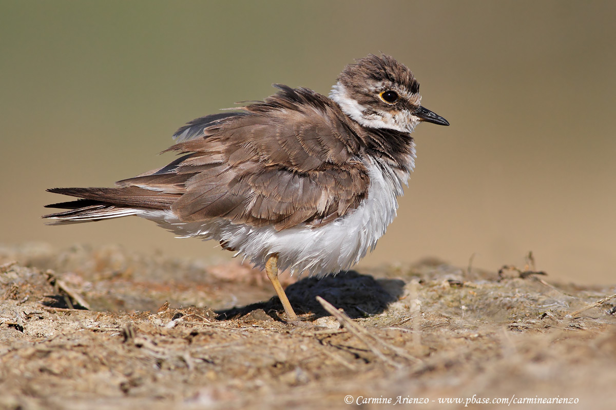 Corriere piccolo arruffato