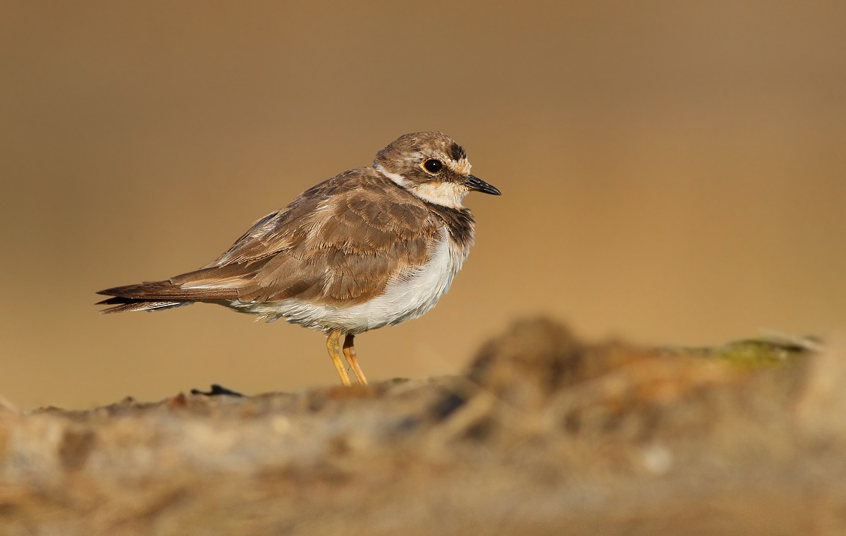 Little Ringed Plover