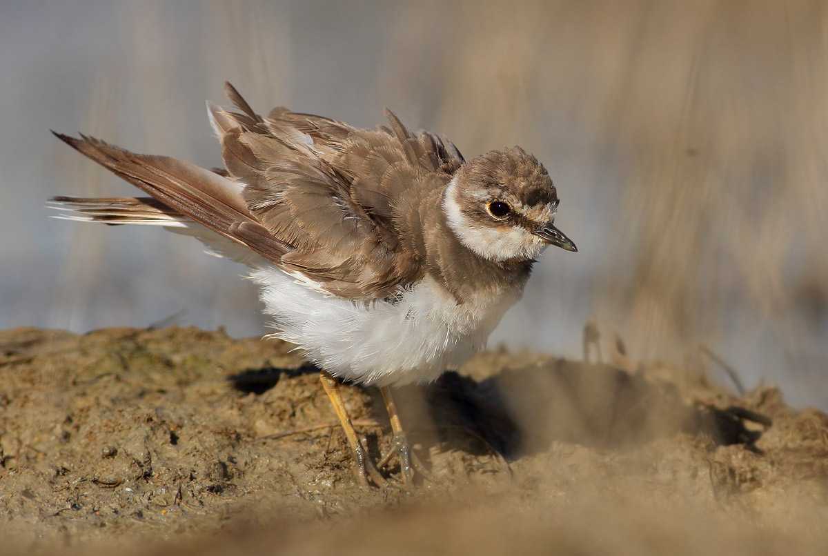 Little Ringed Plover
