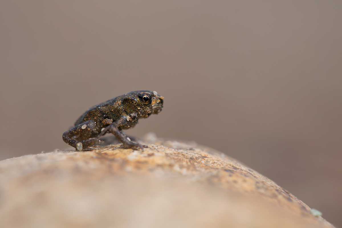 Common toad (Bufo bufo)