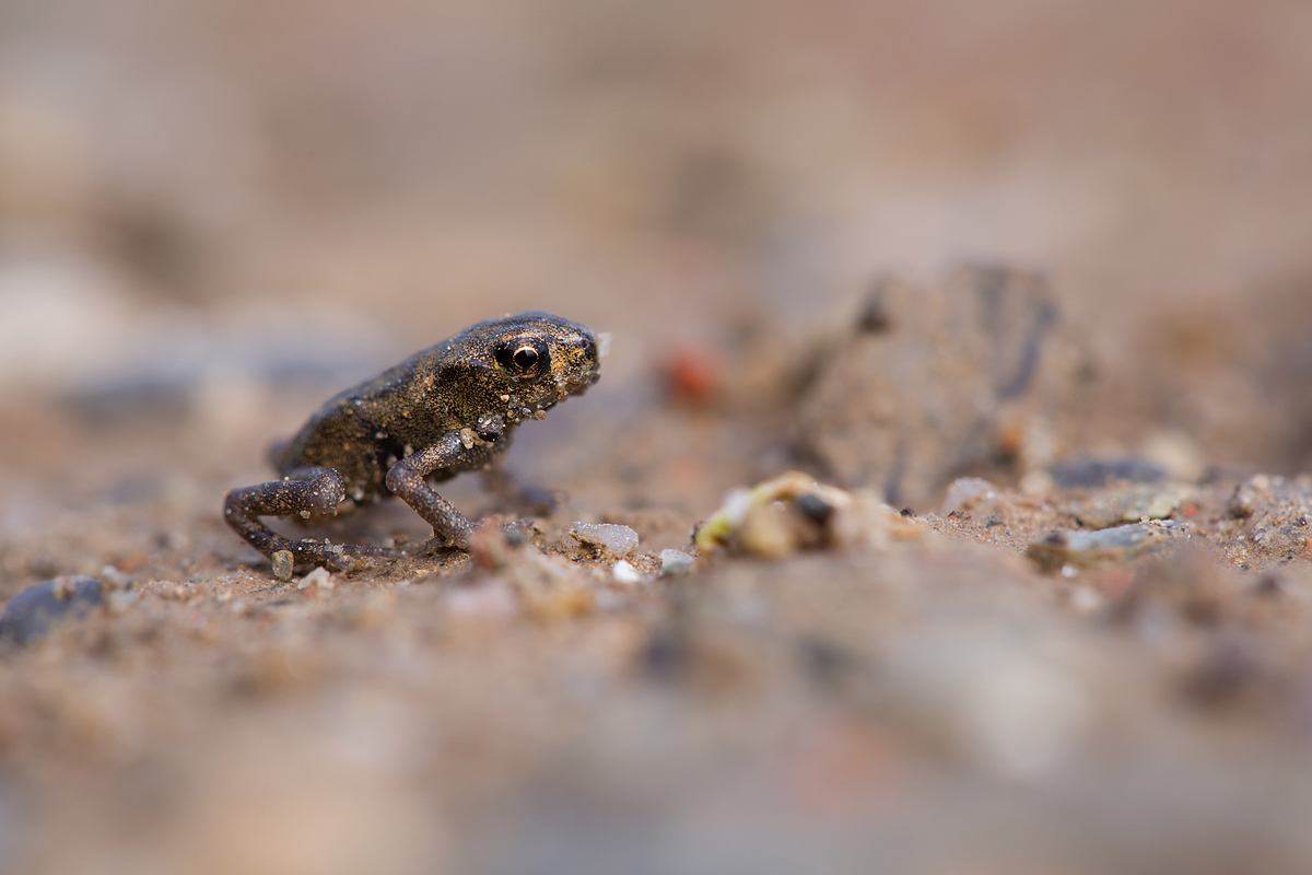 Common toad (Bufo bufo)