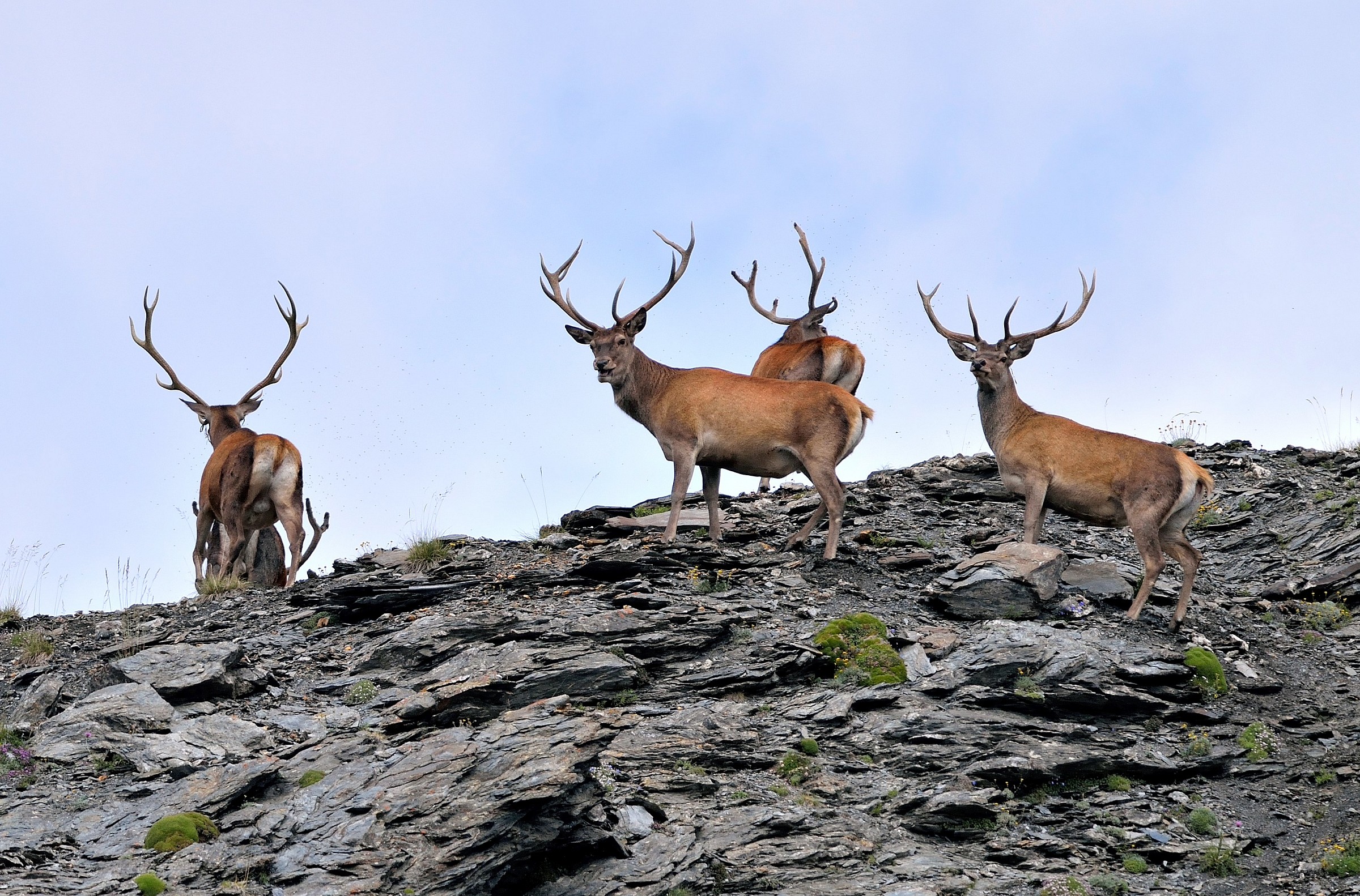group of deer