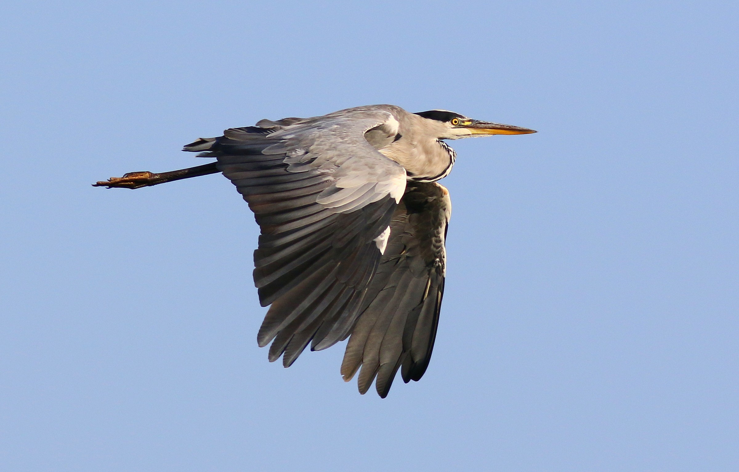 Great Heron in flight