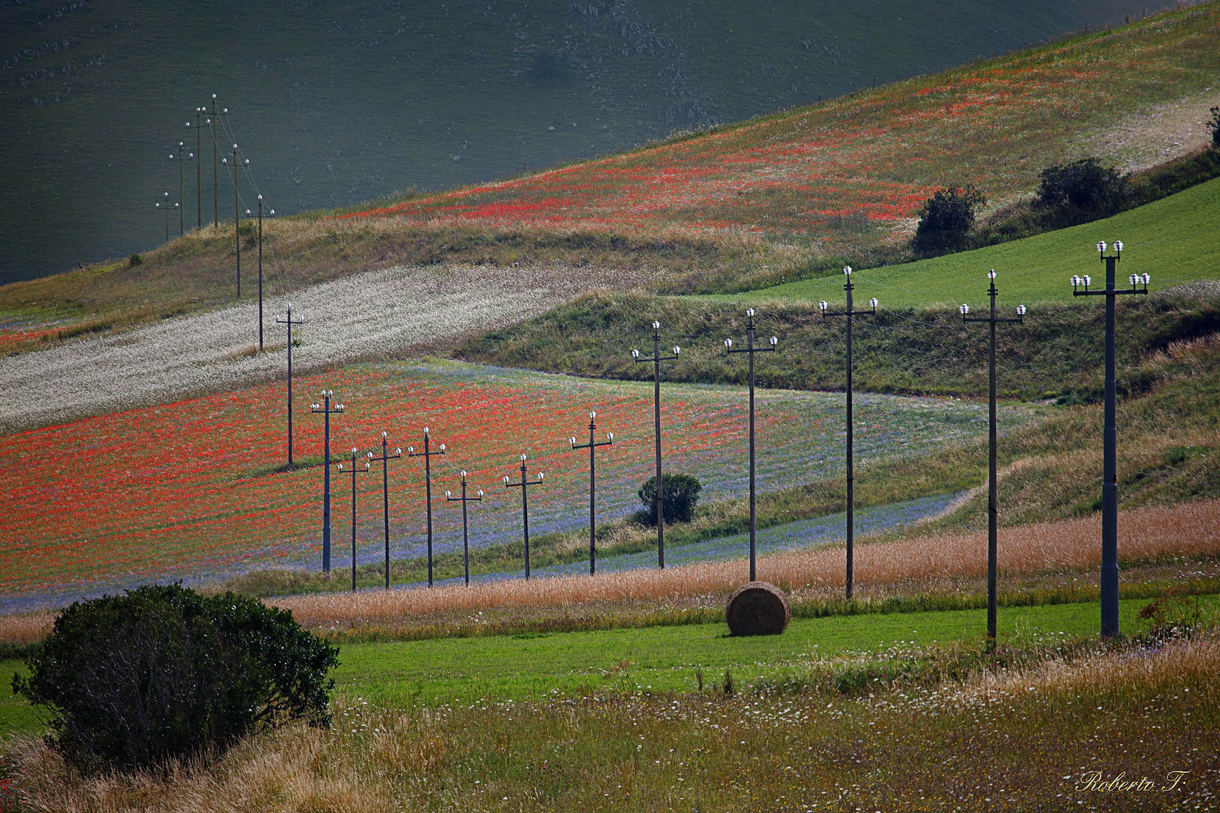 Fiorita Di Castelluccio 2014