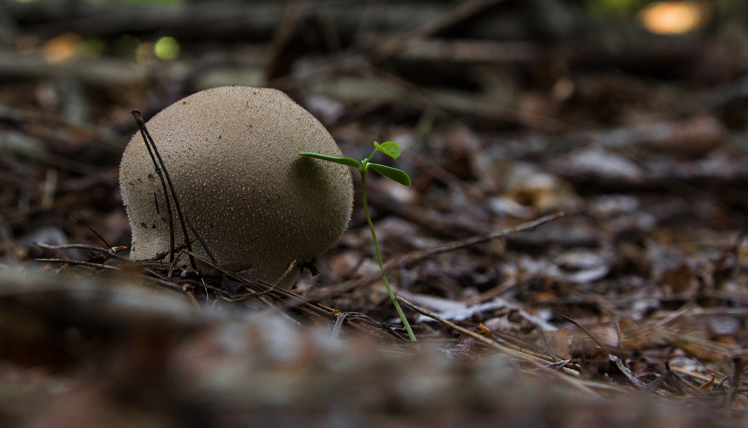 One of the many "residents" of the forest