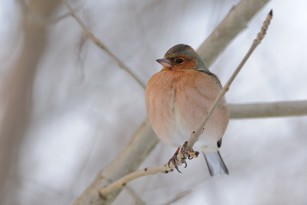 Il fringuello fa la palla....-7°