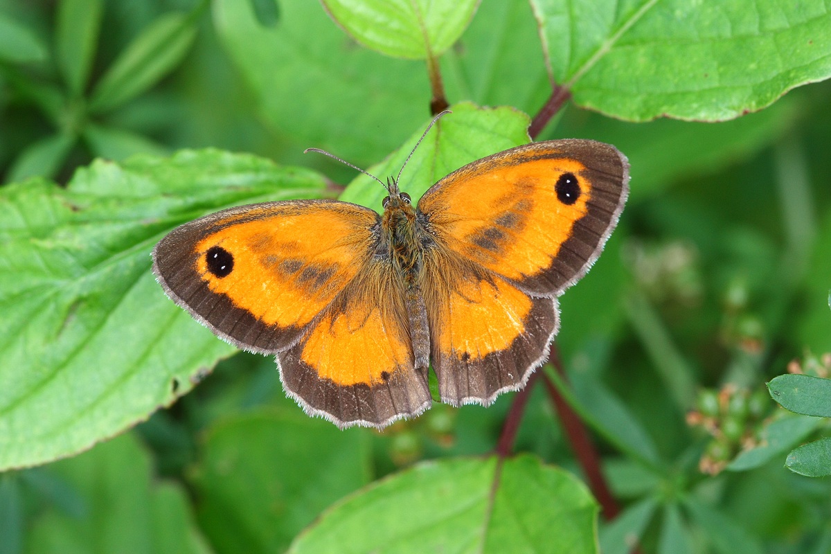 50 sfumature arancio