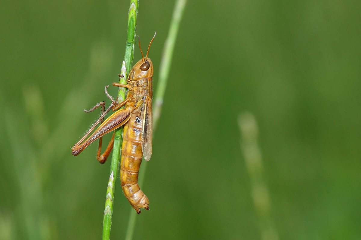 muoviti sto scivolando!