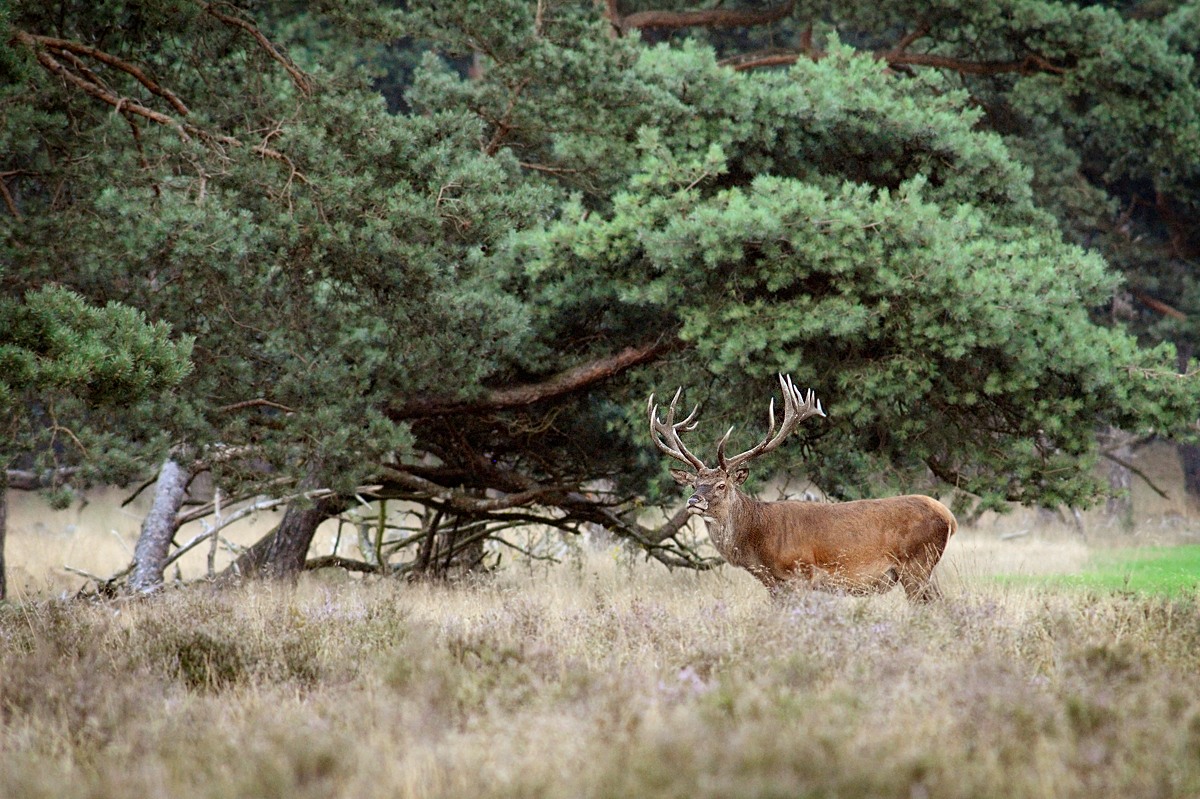 Deer