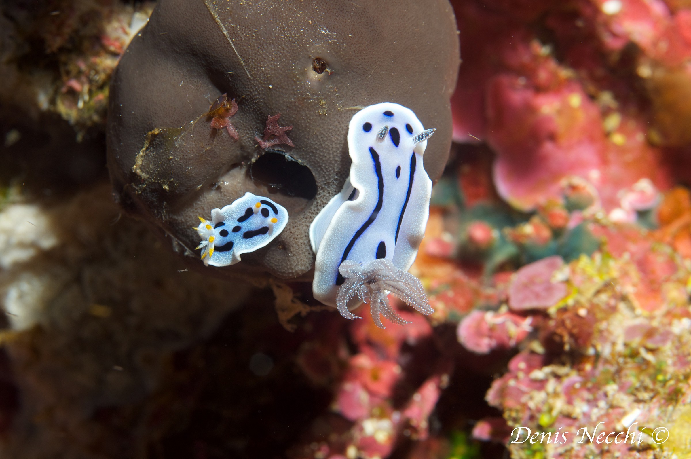 Nudibranchi