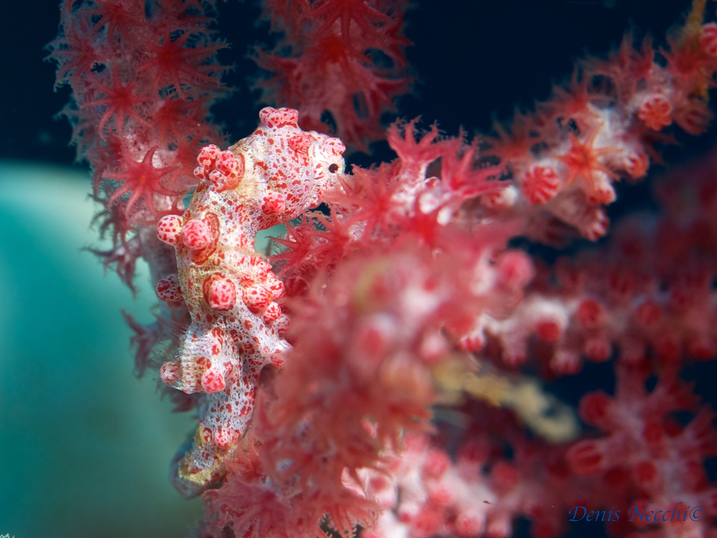 Cavalluccio marino pigmeo