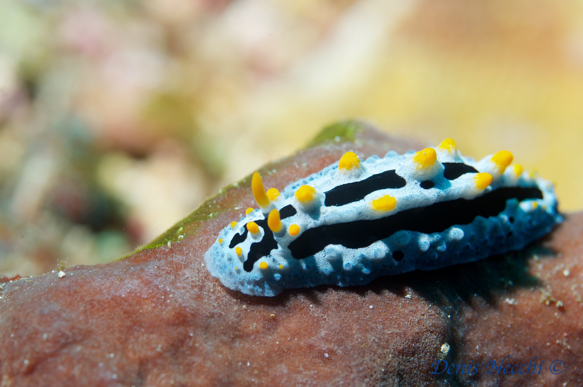 Nudibranco