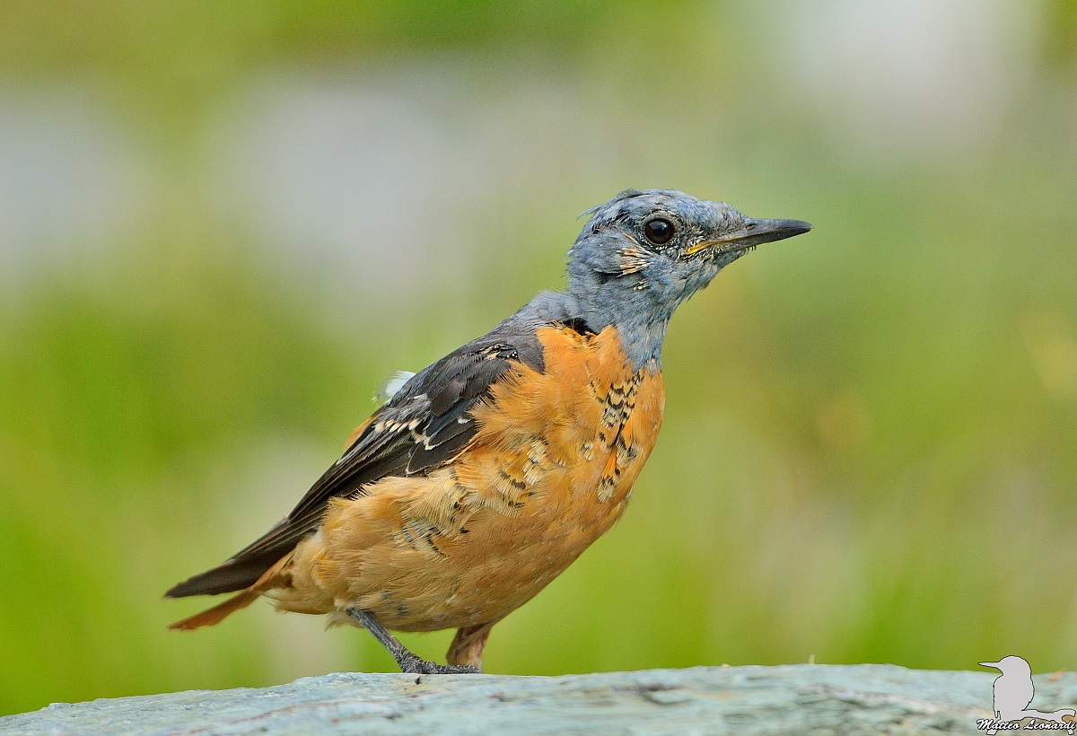 Codirossone Maschio in muta - Alpi Apuane