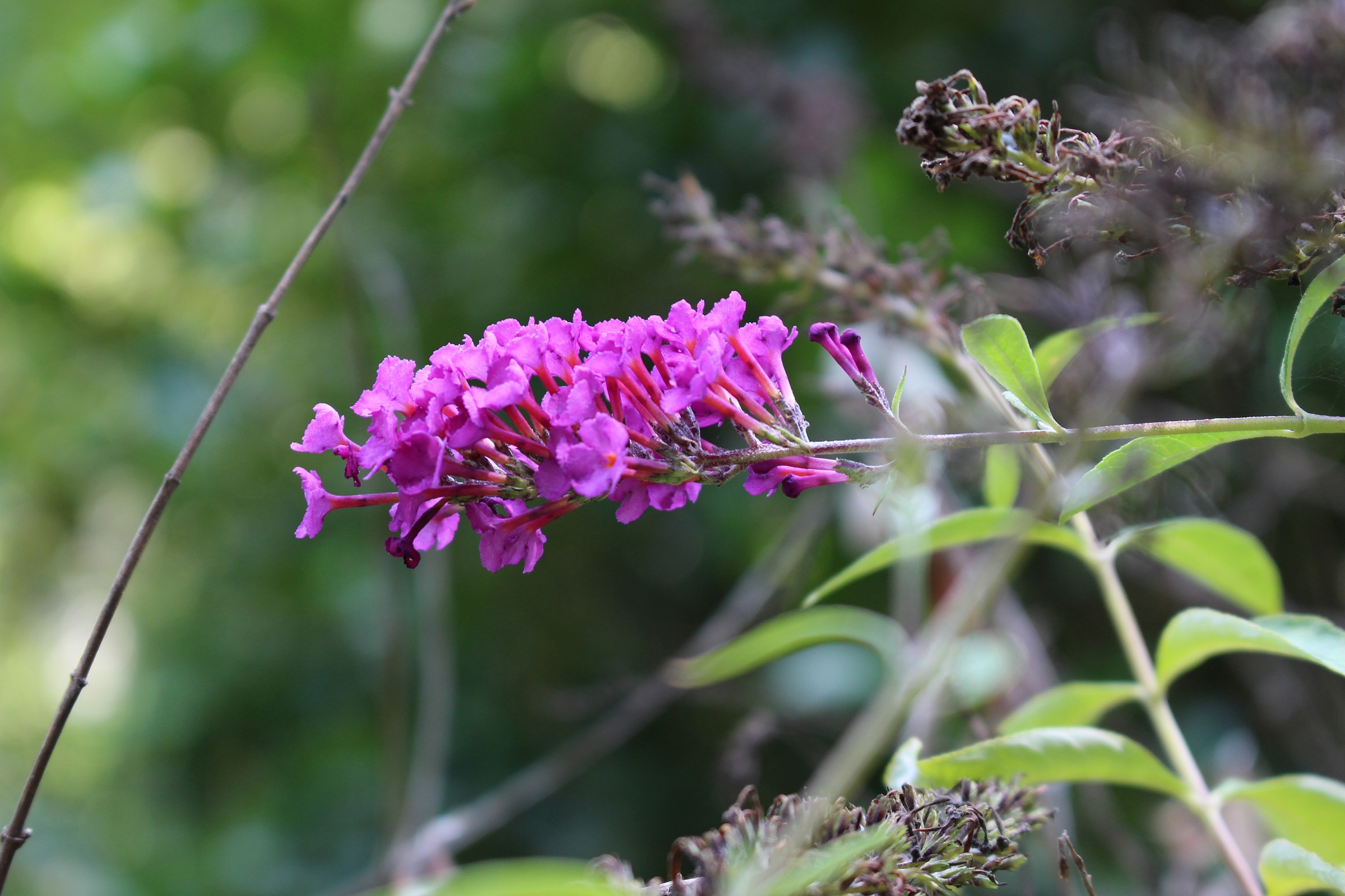 Farfalla Bush Bloom (South Alabama usa)