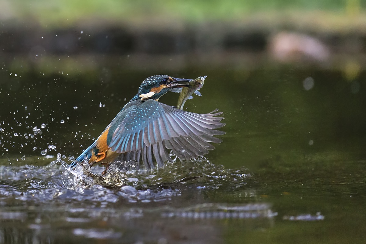 Kingfisher with fish