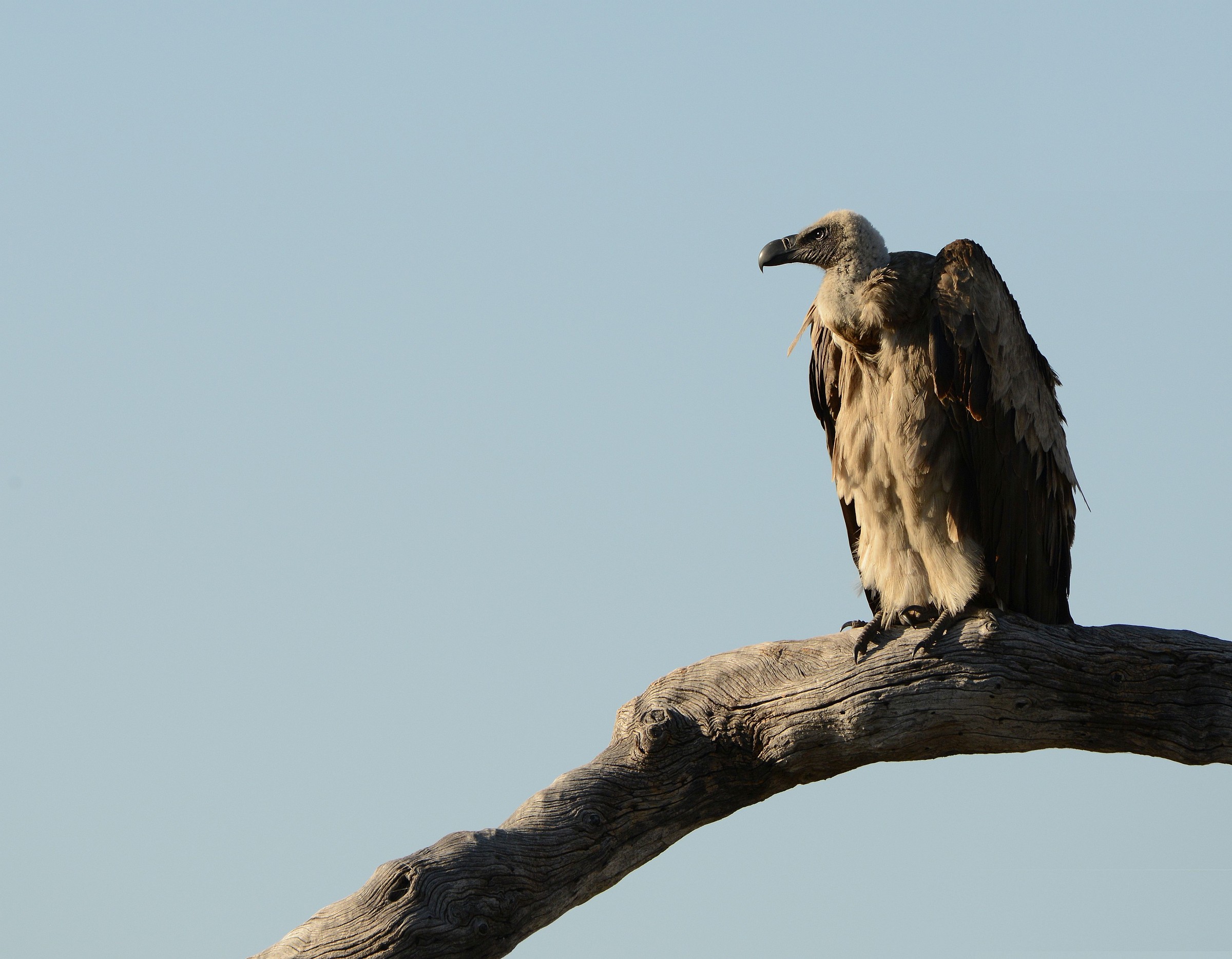 Griffin White-backed
