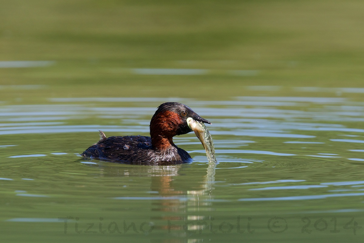 Little Grebe
