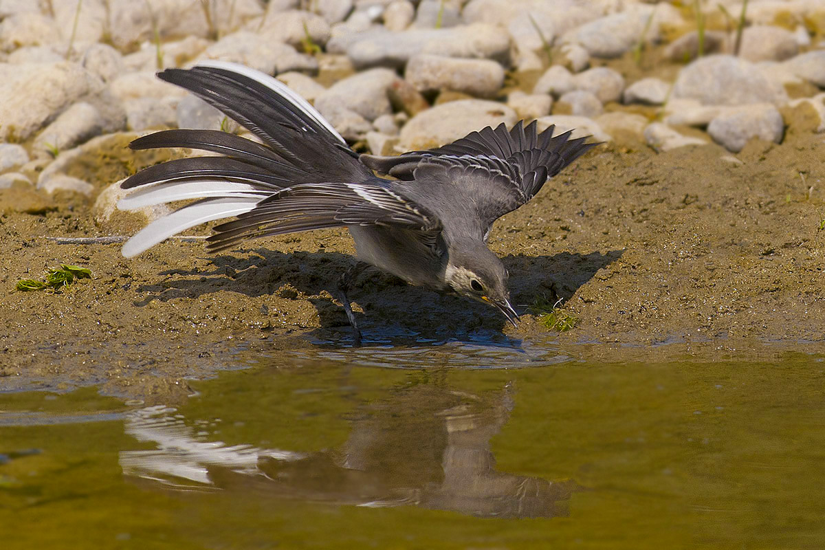 Juv di Ballerina un pò...vanitosa