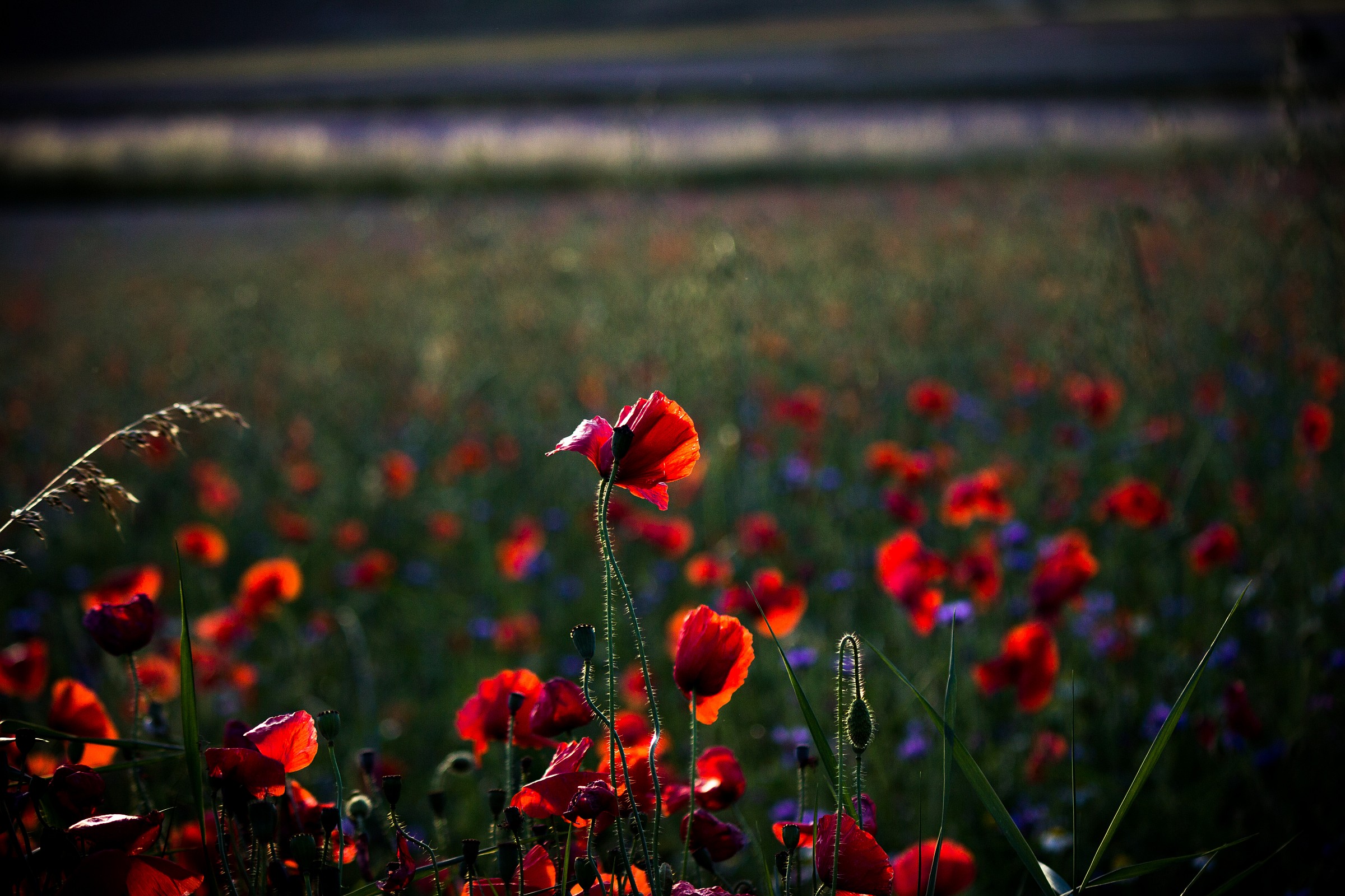 Light on the poppies