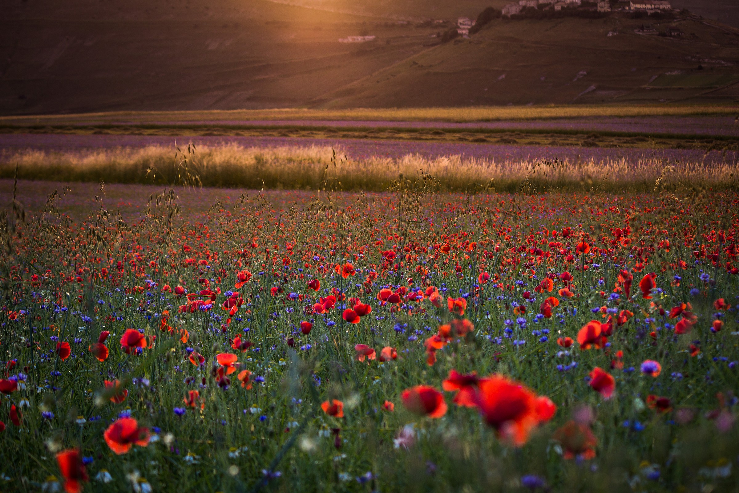 Fioritura di Castelluccio al tramonto
