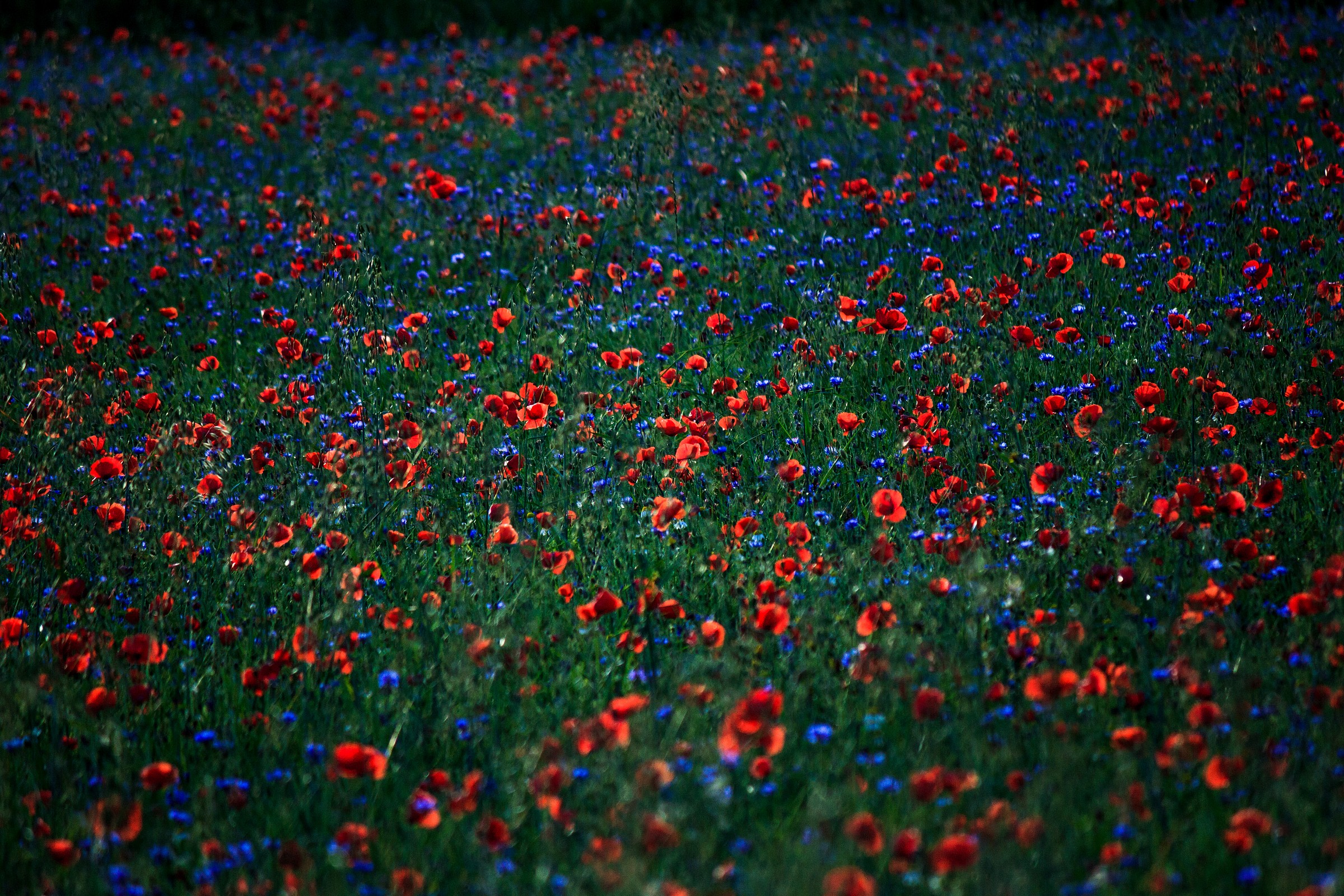 il rosso e il blu della fioritura