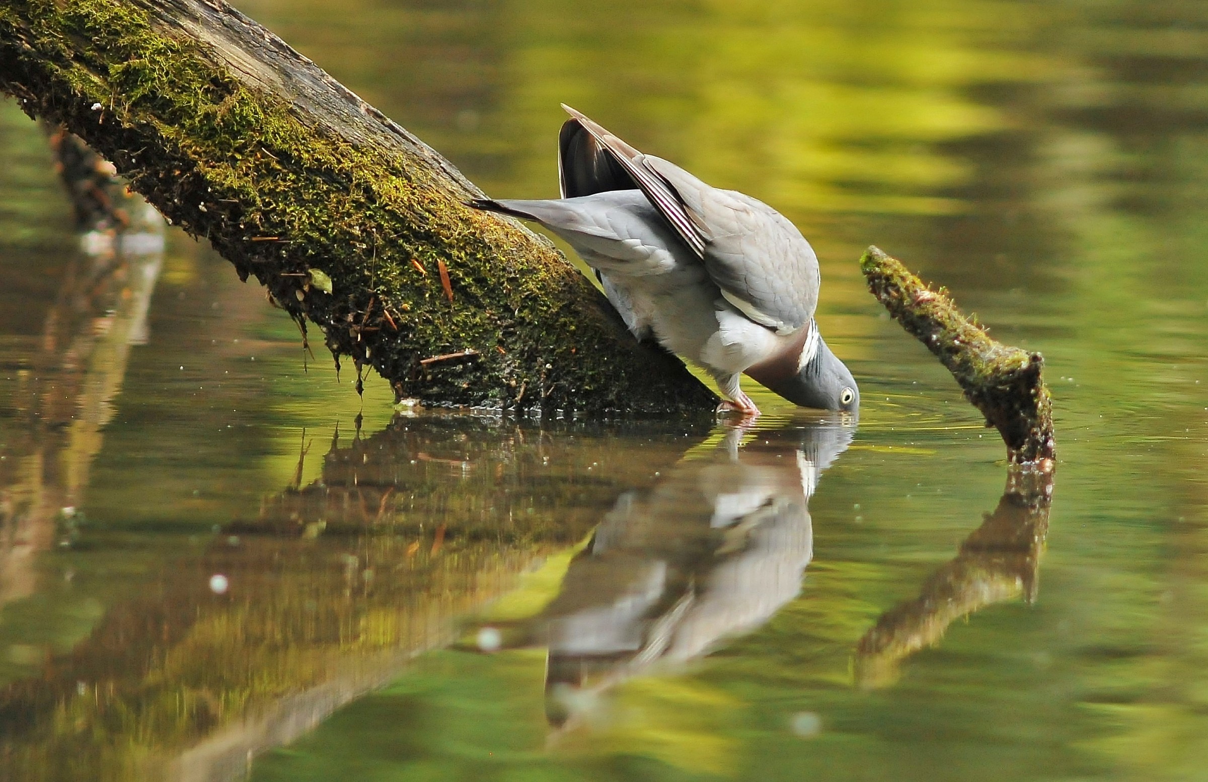 I quench the thirst for a moment