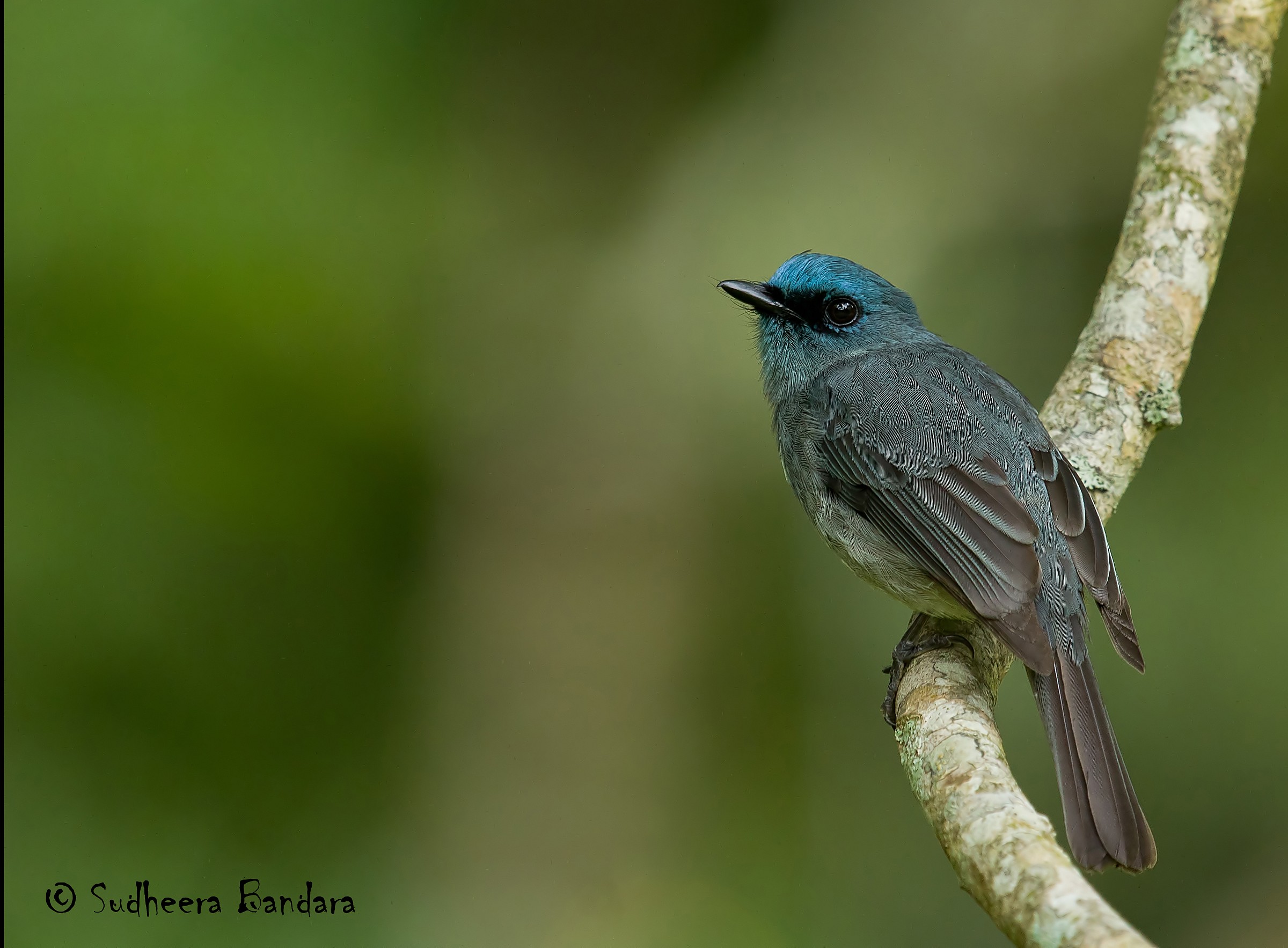 Dusky Blu pigliamosche