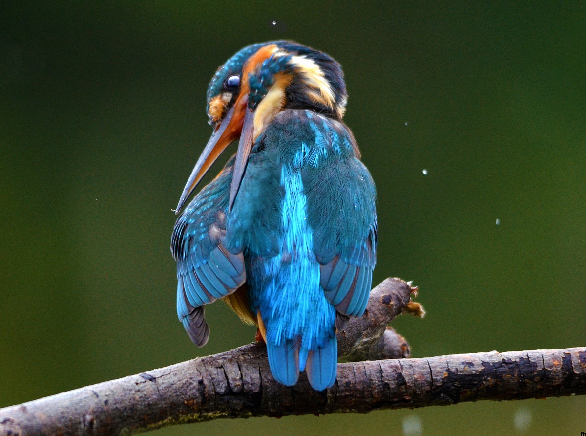 una pulitina hai motori