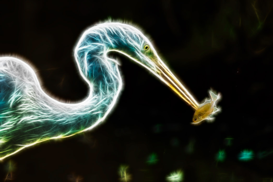 Close up white heron (different)