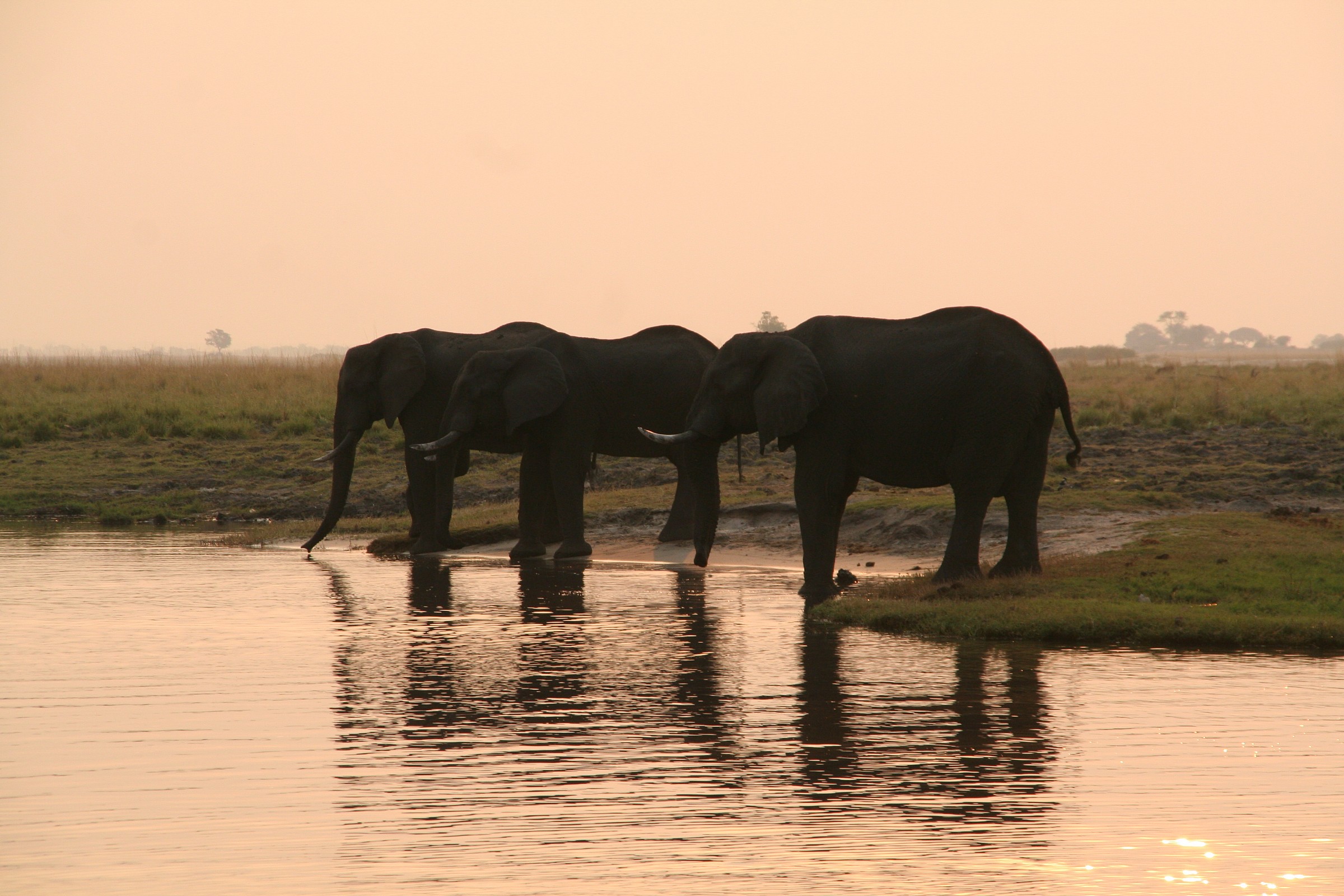 elephants at sunset