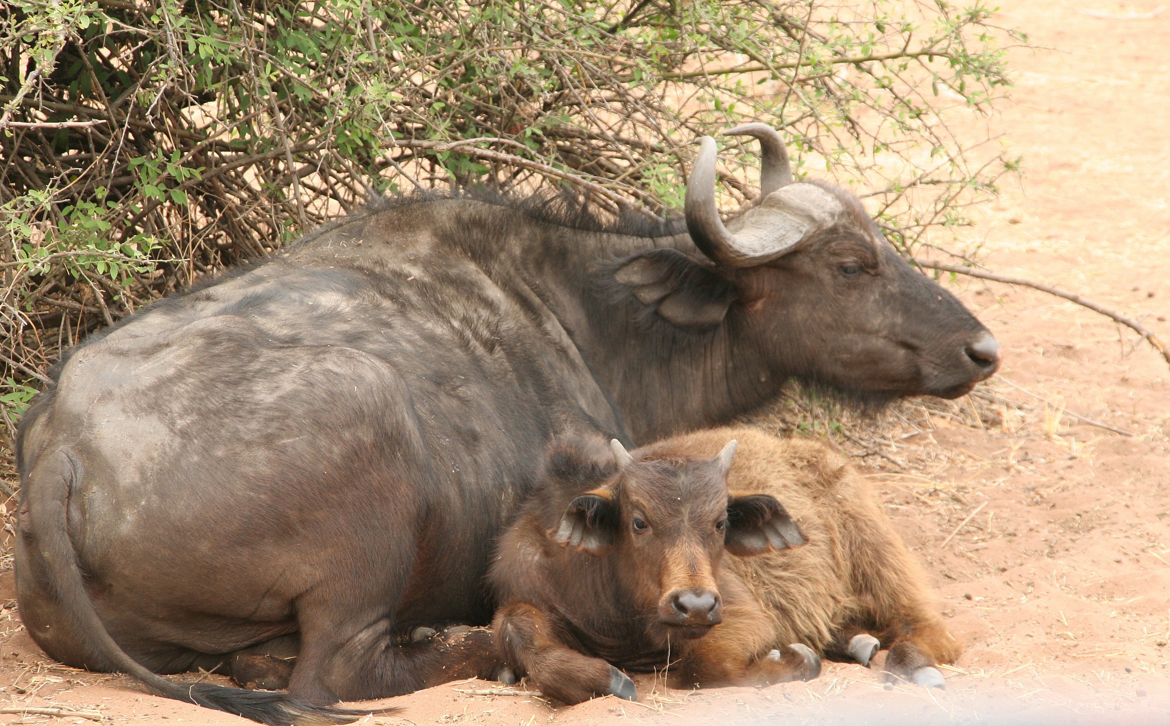 mother buffalo with its small