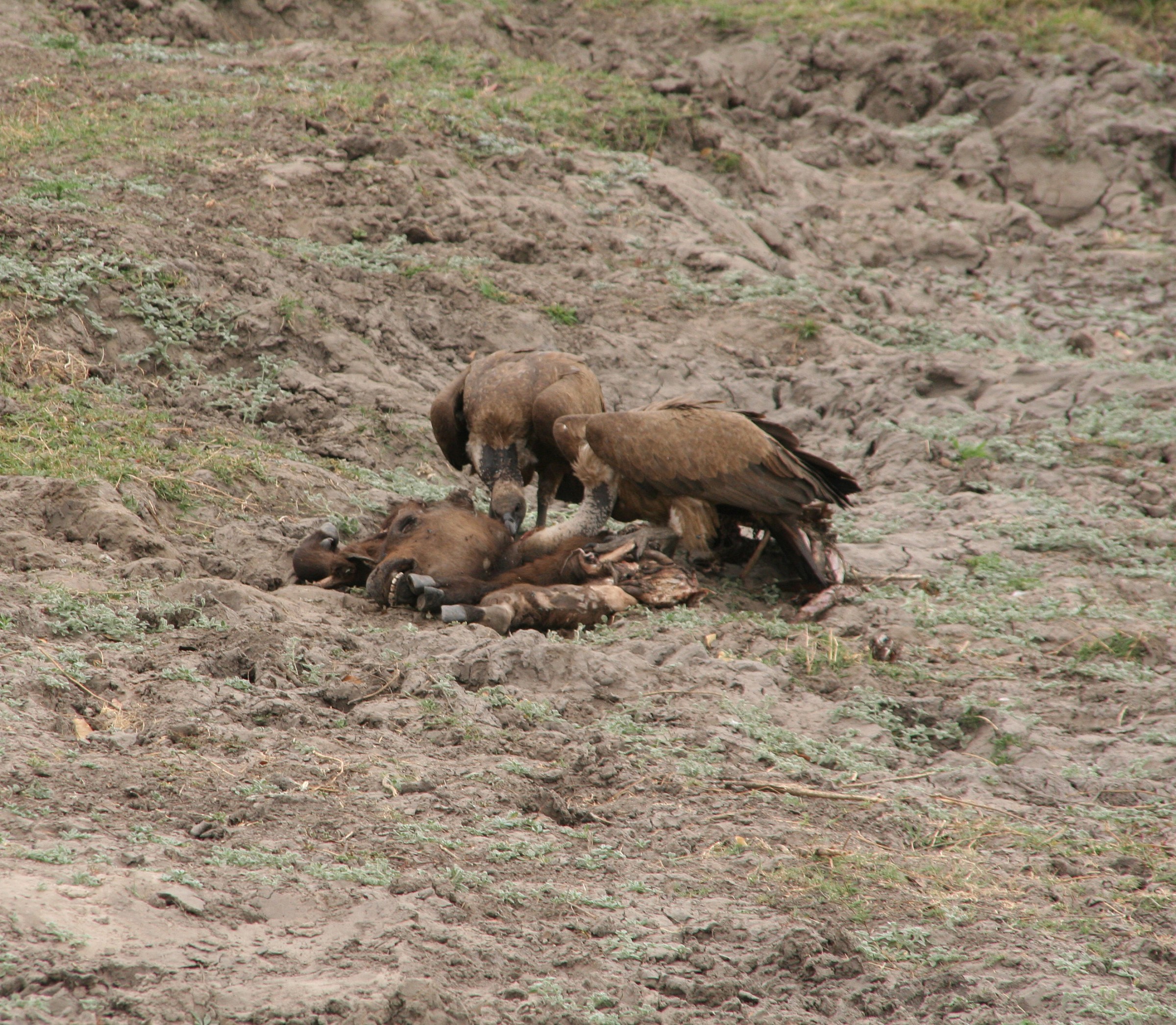 Avvoltoi sui resti di un bufalo Parco Chobe