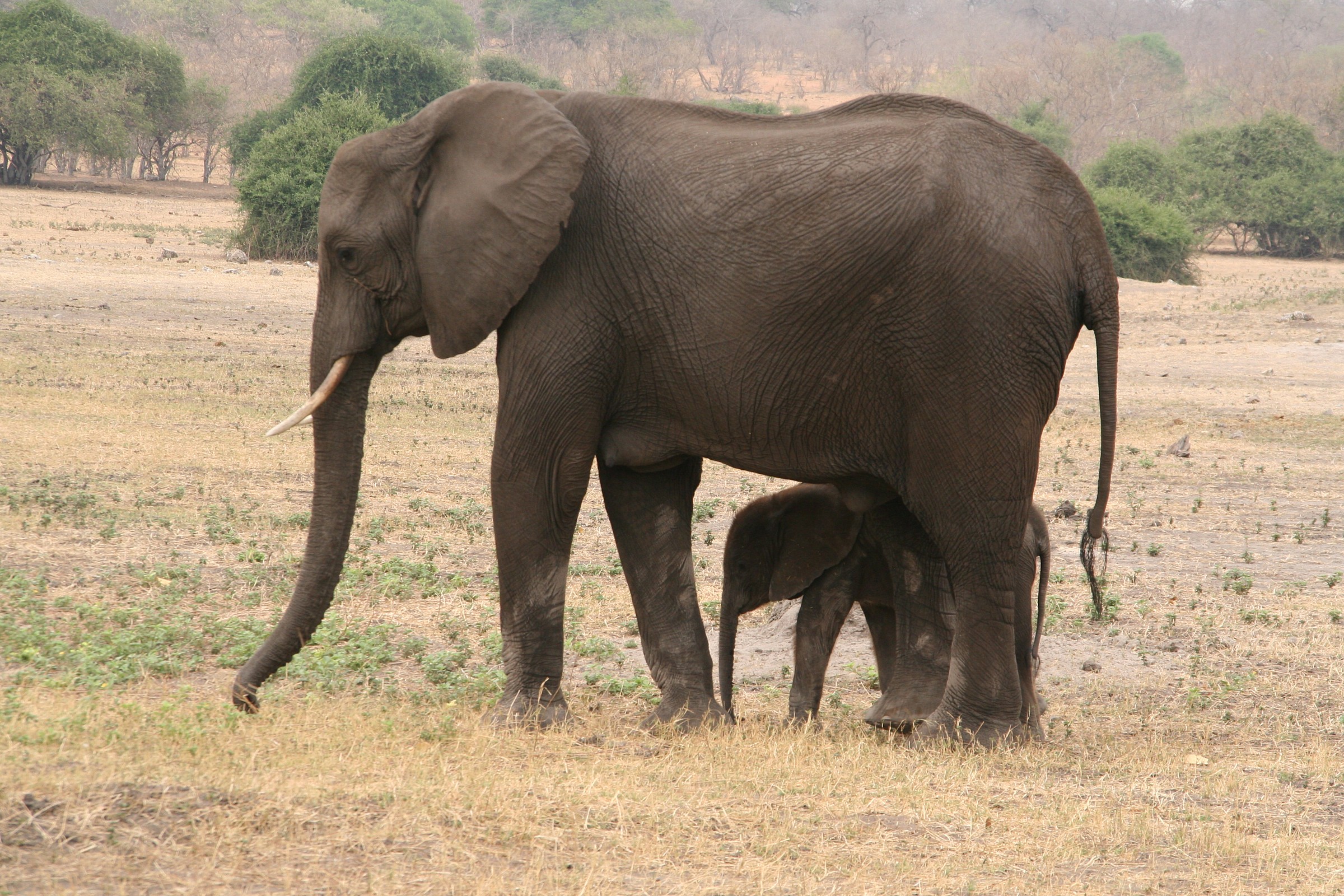 elephant with her baby
