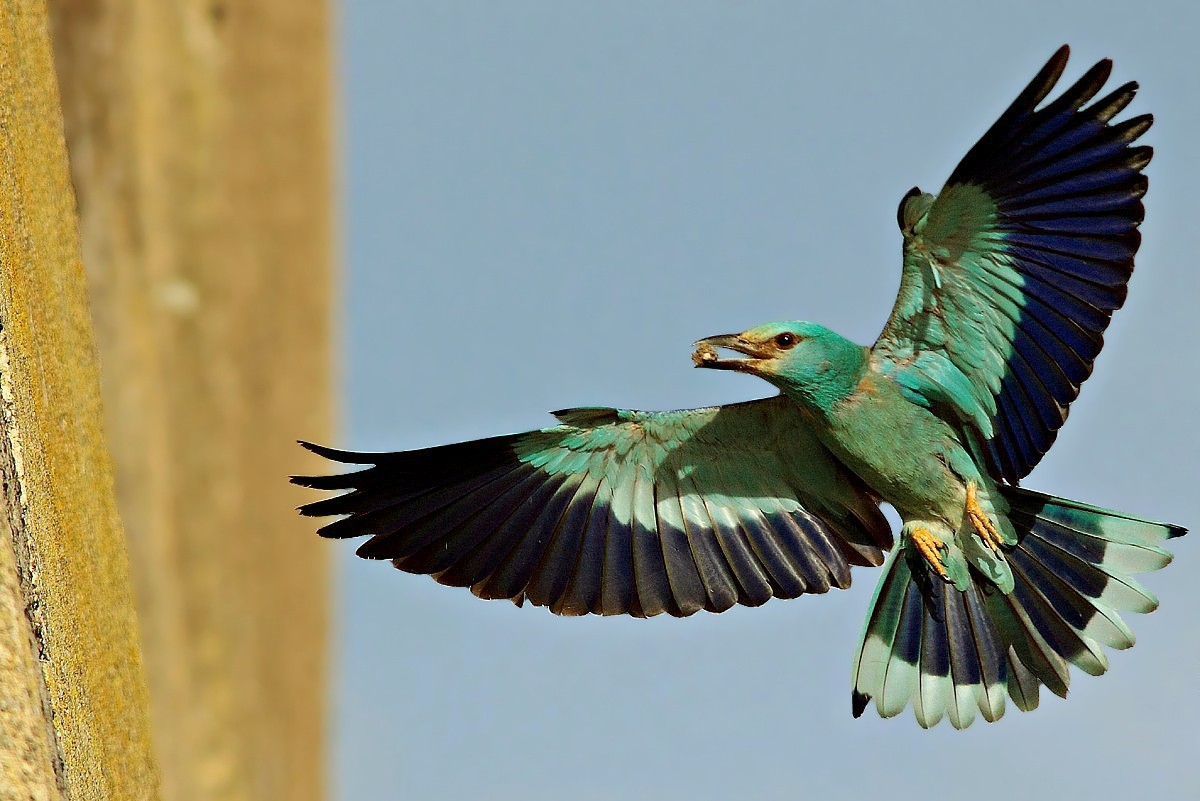 Jay marine suspended