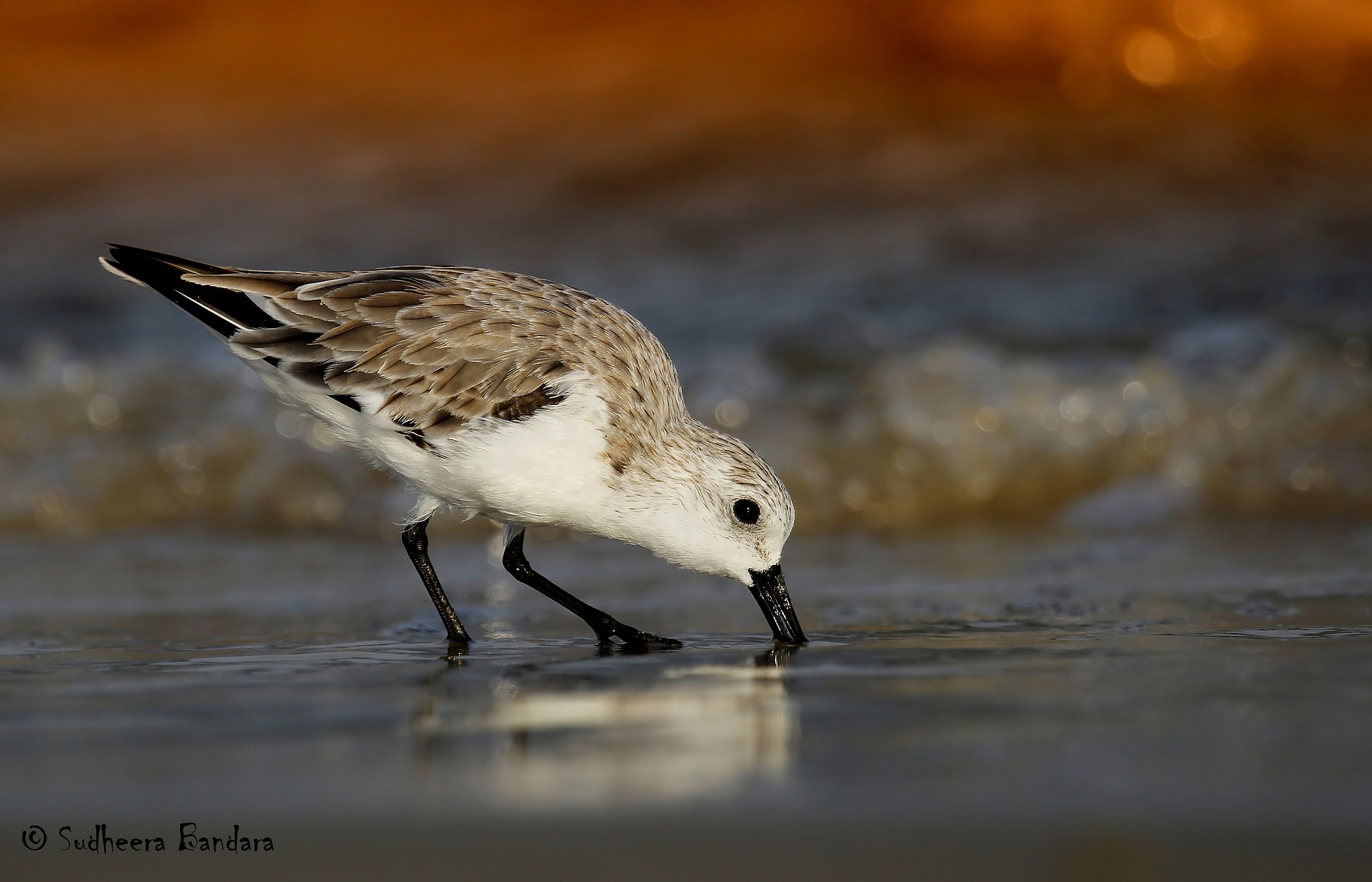 Sanderling