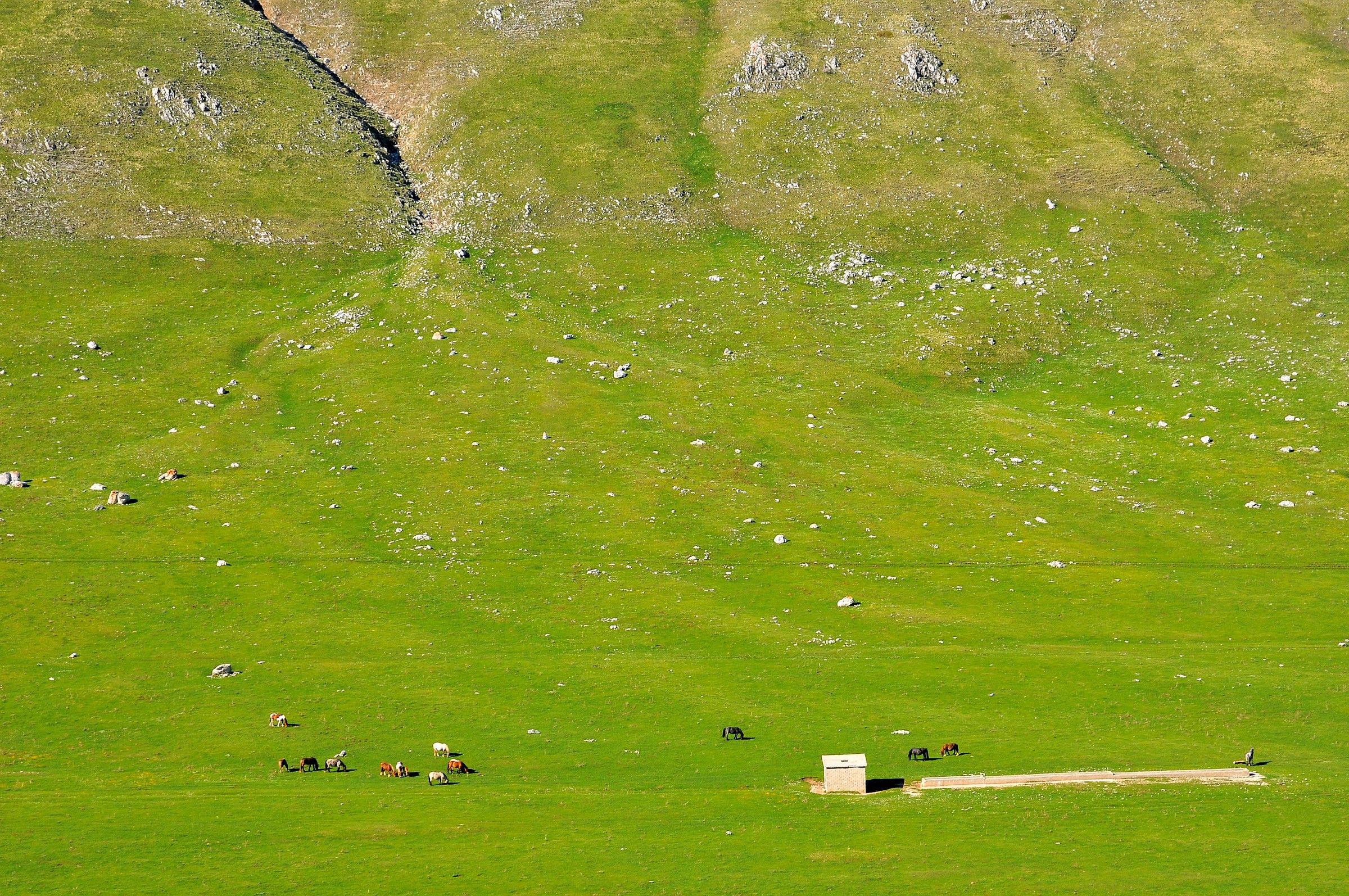 Verdi pascoli di Campo Imperatore (aq)