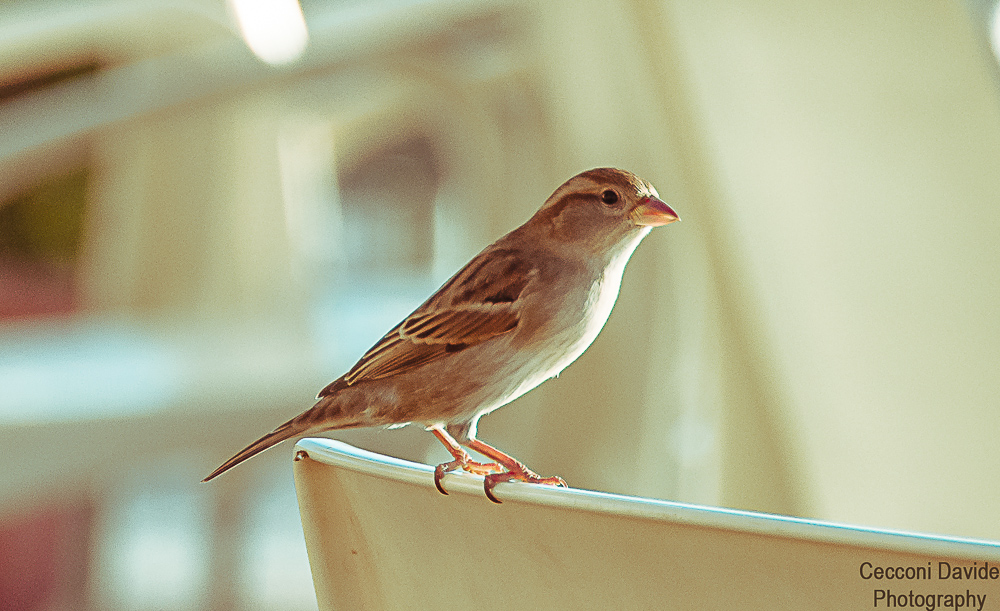 Sparrow between the chairs