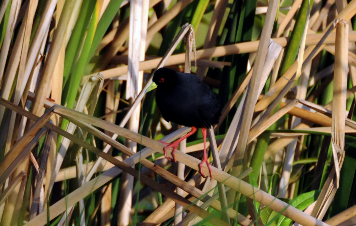 Amaurornis flavirostra