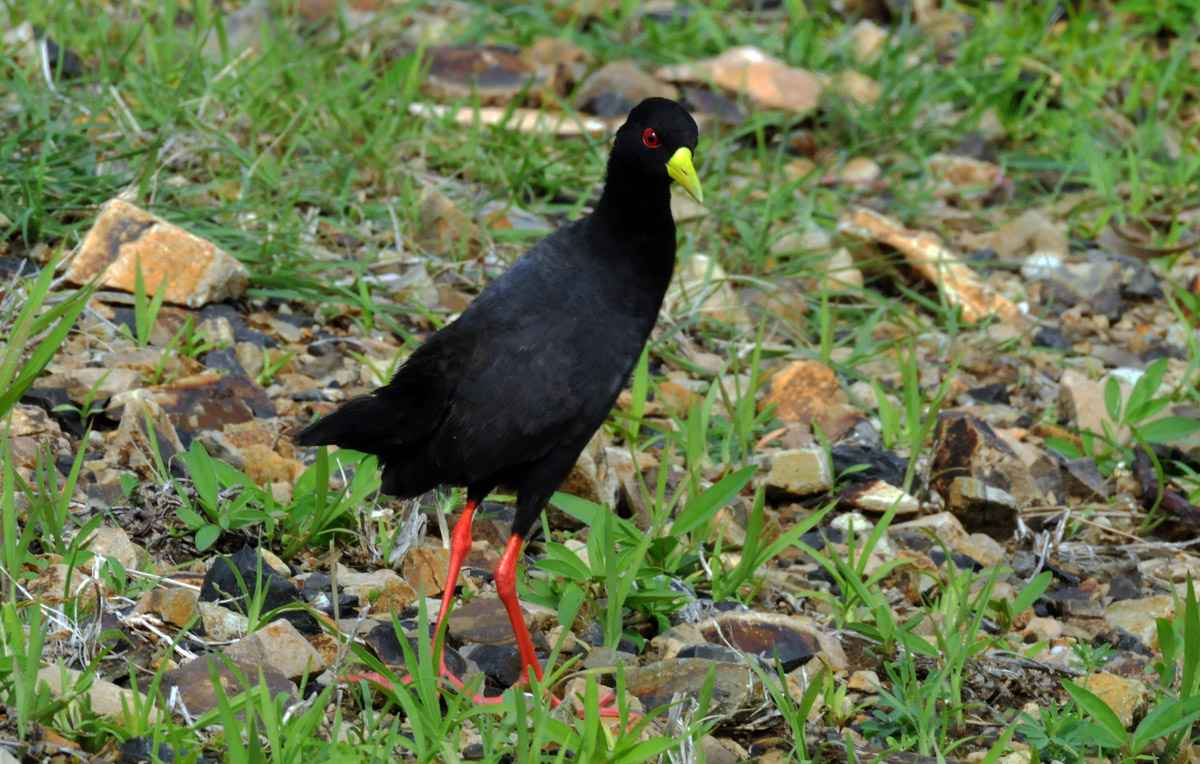 Amaurornis flavirostra